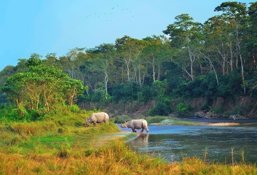 Famous Chitwan National Park, Nepal
