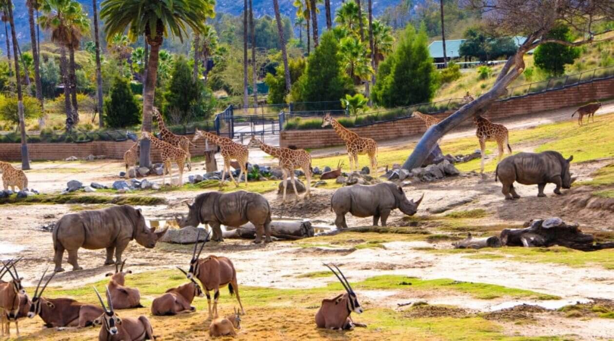 Animals At San Diego Safari Park
