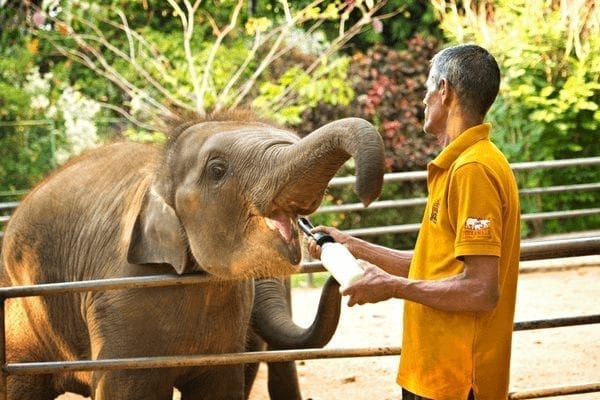 Bottle-feed a little elephant in Sri Lanka