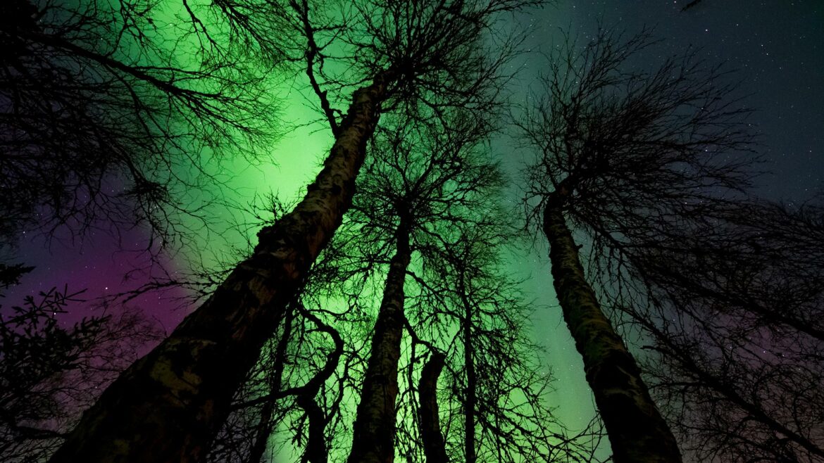 a view of the northern lights through the trees