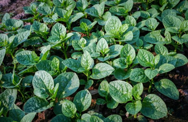 Generic Vegetable field of spinach, included in tours offered by Asia Vacation Group