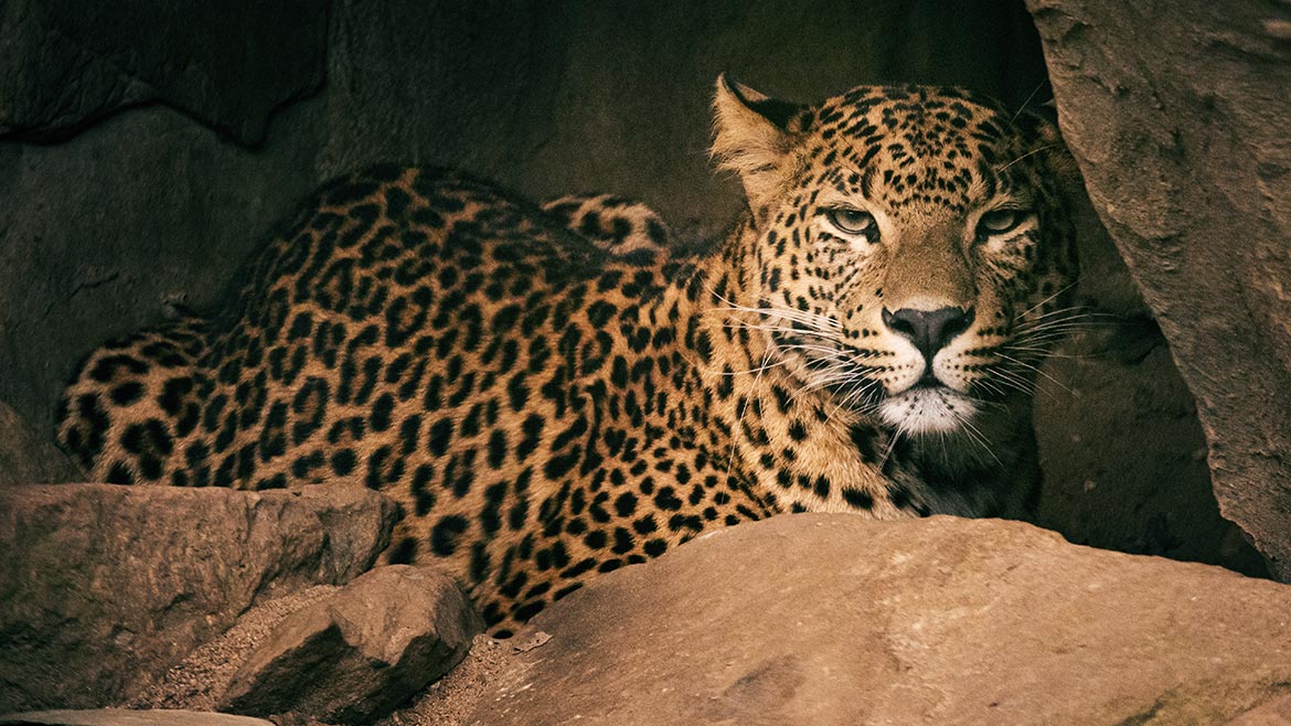 Sri Lankan leopard found in the yala National park wildlife photography