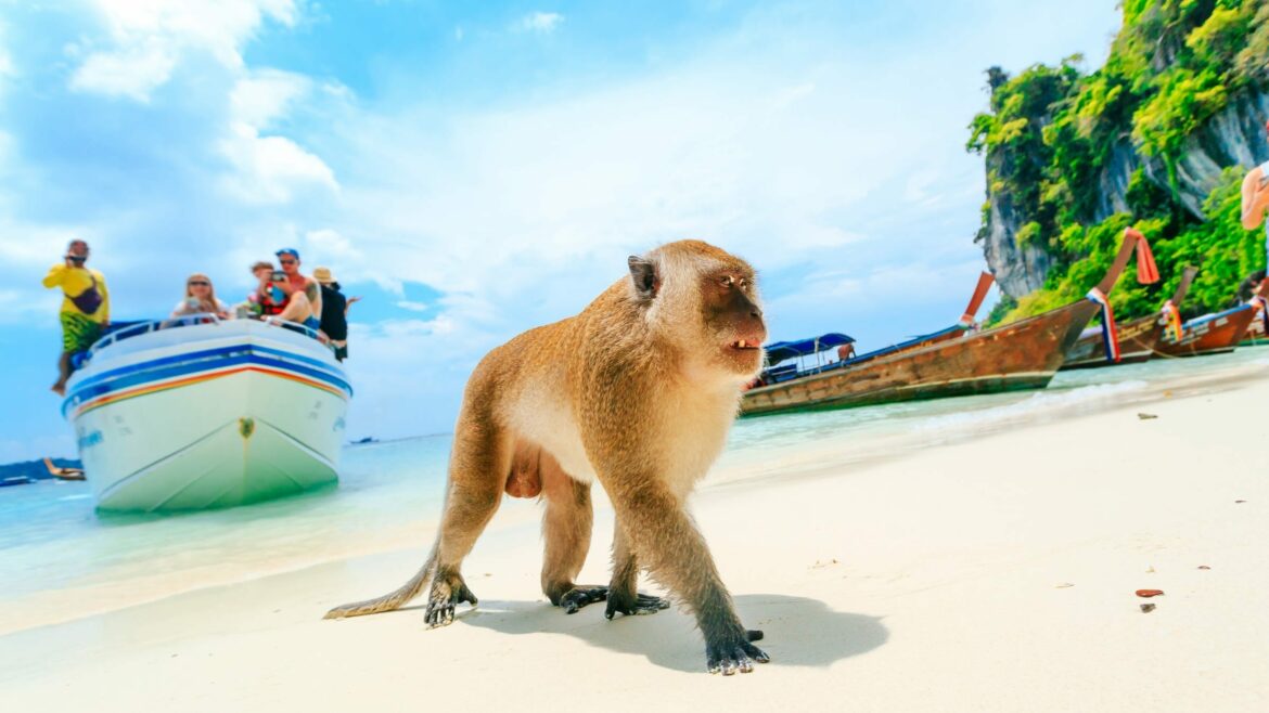Phi Phi Island Monkey On Monkey Beach, Thailand, included in tours offered by Asia Vacation Group