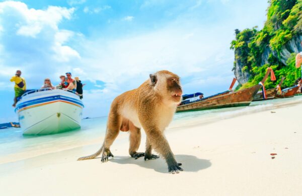 Phi Phi Island Monkey On Monkey Beach, Thailand, included in tours offered by Asia Vacation Group