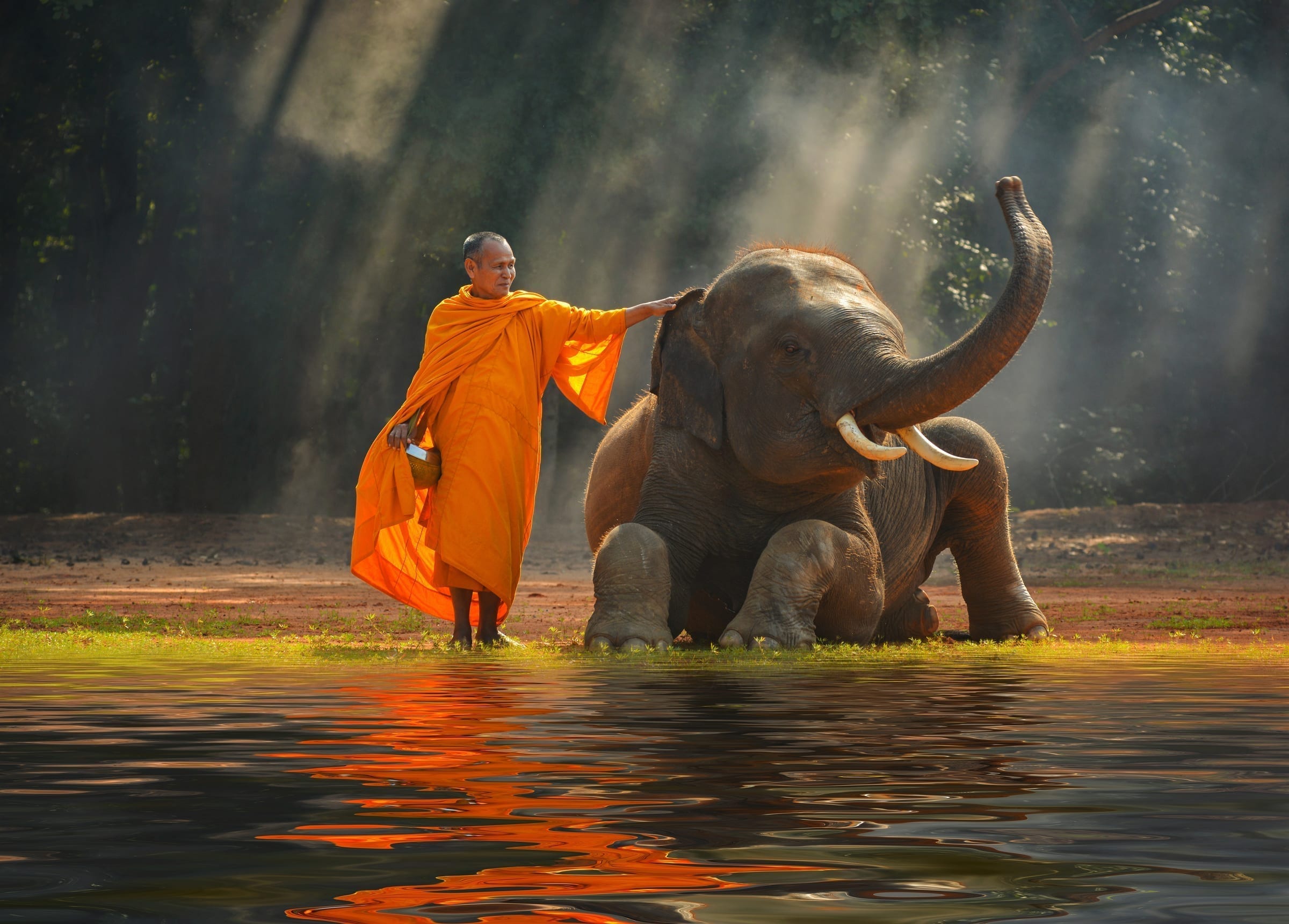 Elephant And Monk in Surin, Thailand