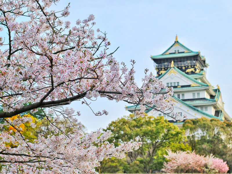 Cherry blossoms attract many locals in Osaka Castle