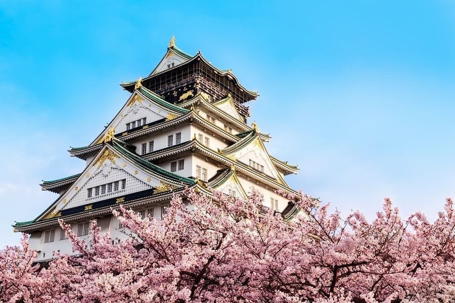 Japanese Cherry Blossoms In Full Bloom
