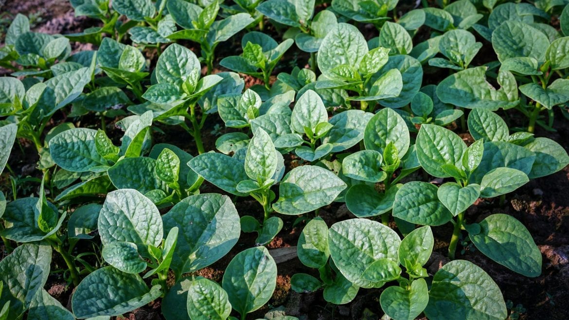 Generic Vegetable field of spinach, included in tours offered by Asia Vacation Group