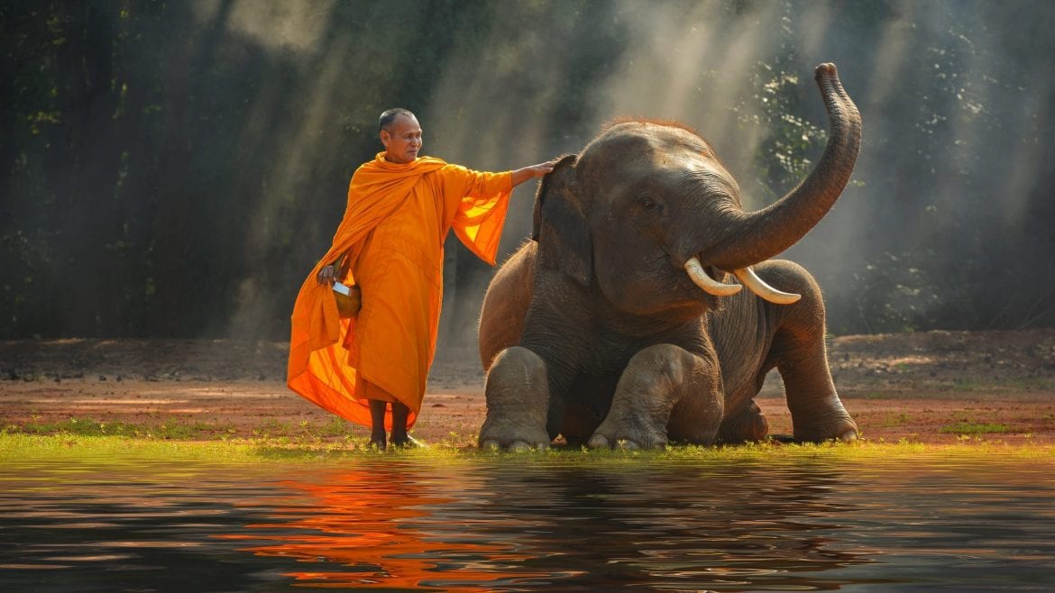Elephant And Monk in Surin, Thailand