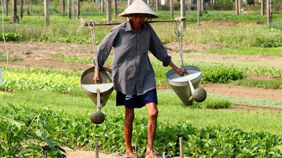 Hoian Tra que village farmer working, included in tours offered by Asia Vacation Group
