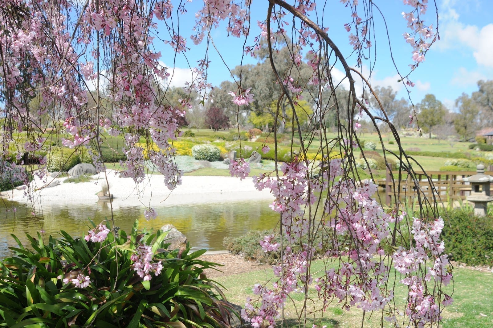 Eye-catching sakura flower In Cowra Japanese Garden In Australia