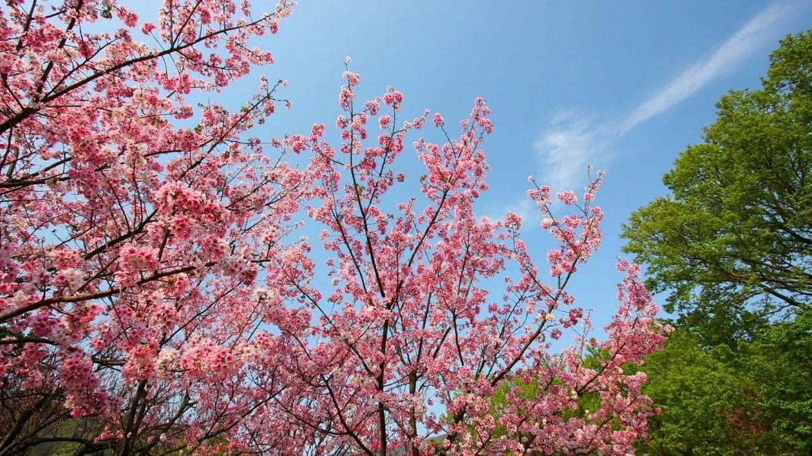The vivid colour of cherry blossom blooming under blue sky in Taiwan brings about refreshing and joyful feelings