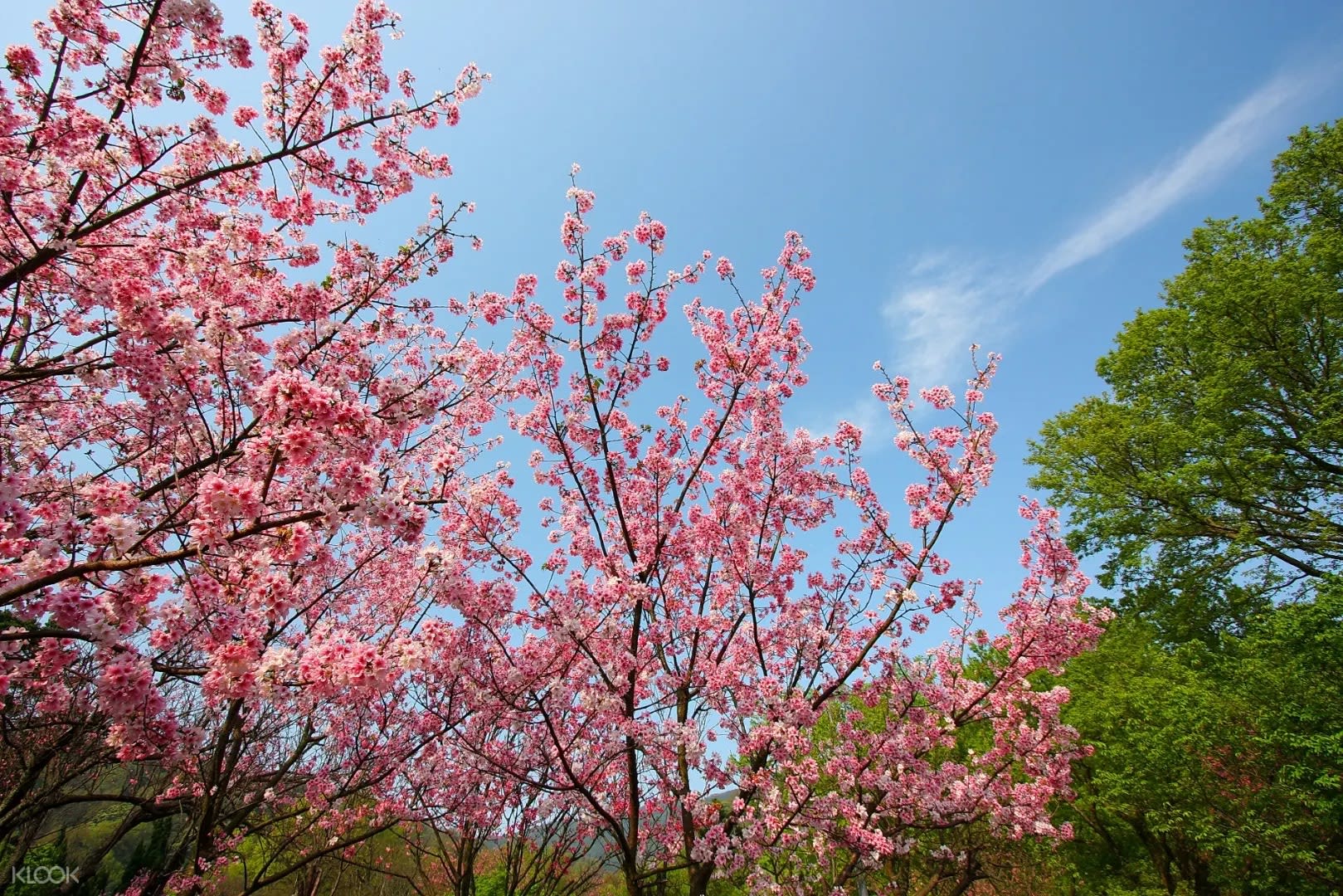 The vivid colour of cherry blossom blooming under blue sky in Taiwan brings about refreshing and joyful feelings