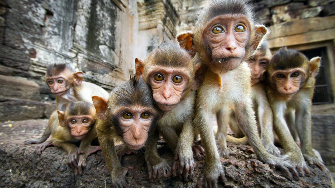Monkeys in temple, included in tours offered by Asia Vacation Group