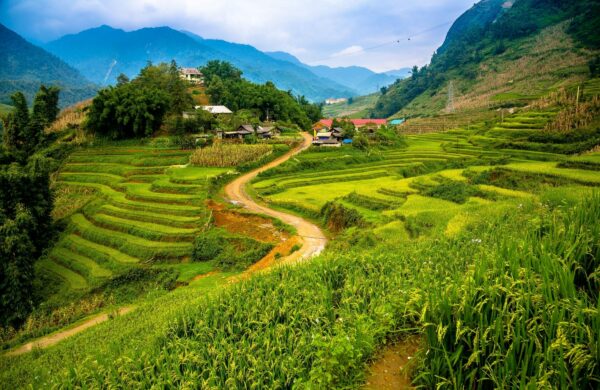vietnam-sapa-rice-field-terraces