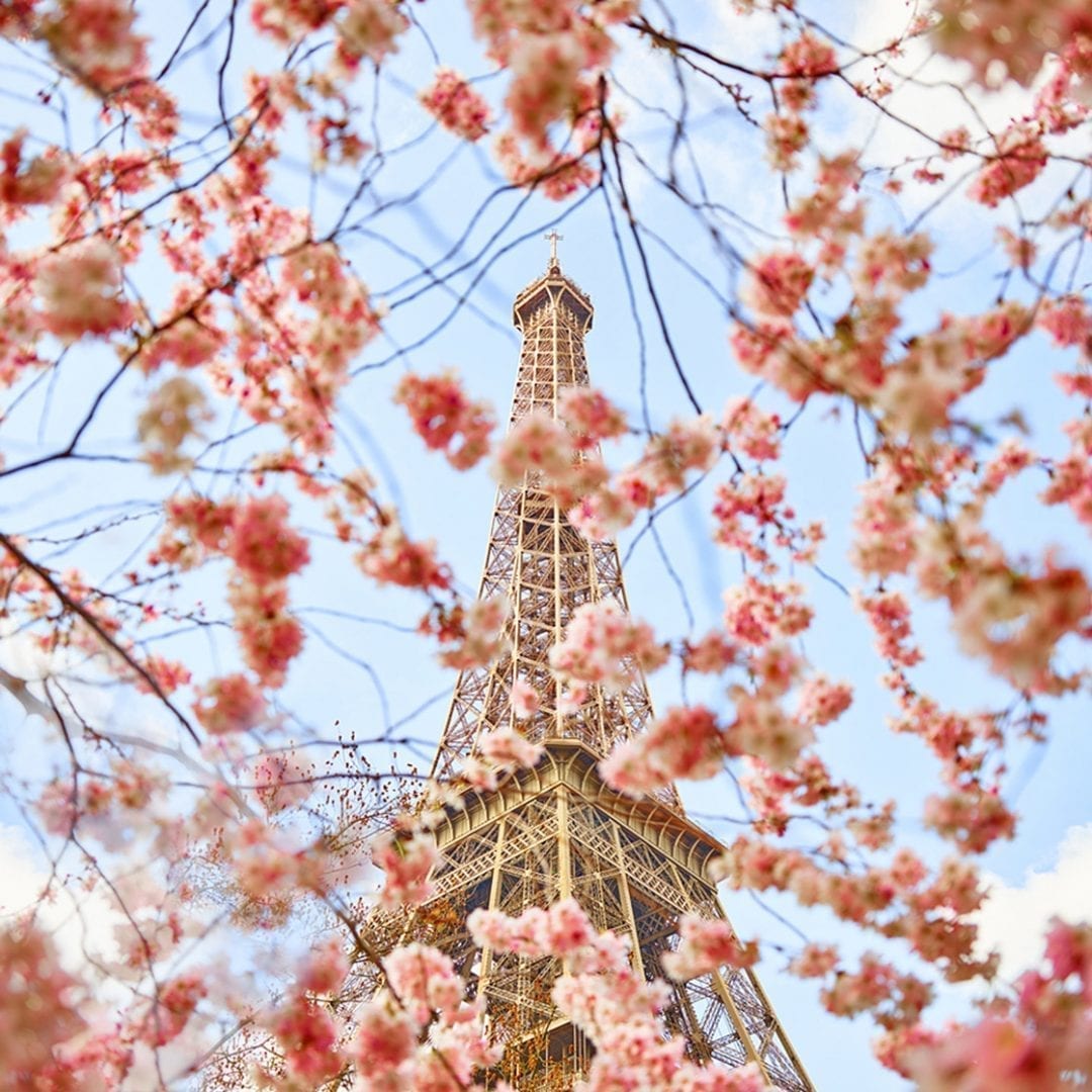 The combination of cherry blossoms and Eiffel Tower is a real spectacular