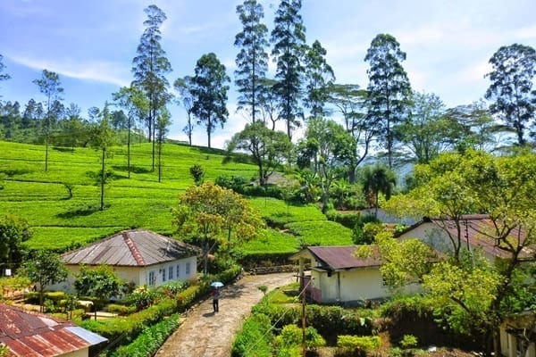 Visit Tea Hills In Nuwara Eliya On A Trip To Sri Lanka