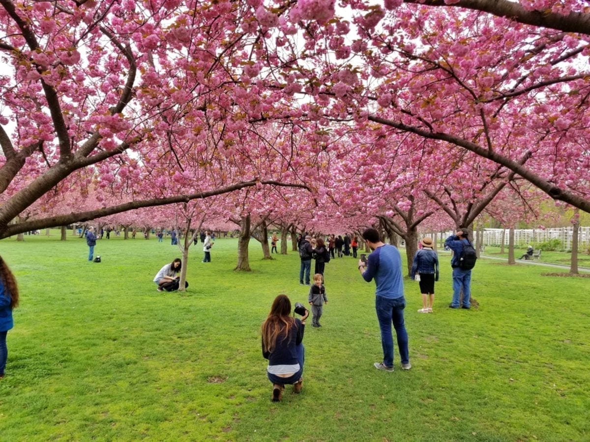 Watching sakura flower in America is an amazing experience on a trip to America